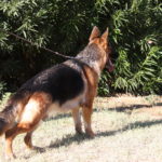 A german shepherd dog standing in the grass.