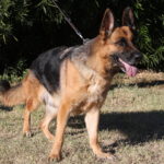 A german shepherd dog is standing in the grass.