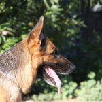 A german shepherd dog with its tongue hanging out.