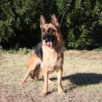 A german shepherd dog standing in the grass.