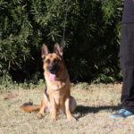 A german shepherd sitting in the grass next to a person.