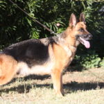 A german shepherd dog standing in the grass.