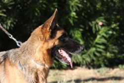 A german shepherd dog with its tongue hanging out.