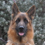 A german shepherd dog with its tongue hanging out.