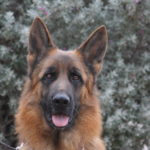 A german shepherd dog with long hair and black eyes.