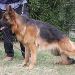 A german shepherd standing next to another dog.