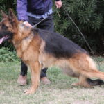 A person walking a dog on two leashes.