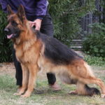 A german shepherd standing next to its owner.