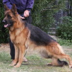 A german shepherd standing on the grass with its owner.