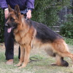A german shepherd standing next to its owner.