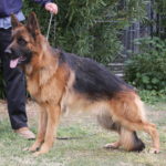 A german shepherd standing on the grass with its owner.