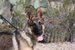 A german shepherd dog with its tongue hanging out.