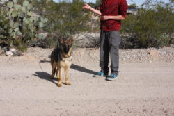 A man and his dog are standing in the sand.