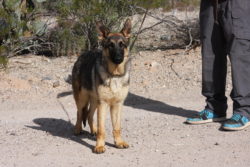 A german shepherd dog standing on the ground.