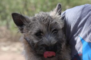 Fluffy dog with tongue out, outdoor setting.