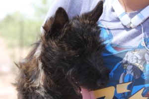 Person holding a small black dog.