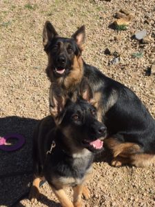 Two German Shepherds sitting on rocky ground.