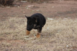 A dog is walking in the grass on a field.