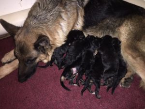 Dog nursing a litter of puppies.