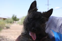 A black dog is sitting on someone 's shoulder.