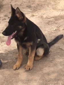 A dog sitting on the ground with its tongue hanging out.