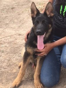 A person holding a dog with its tongue hanging out.