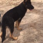 A black and brown dog standing on top of a dirt field.