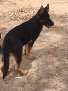 A black and brown dog standing on top of a dirt field.