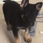 A black and brown puppy standing on the floor.