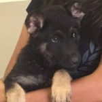 A black and brown puppy is laying in someone 's arms.