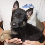 A person holding a puppy in their hands.