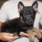 A person holding a puppy in their hands.