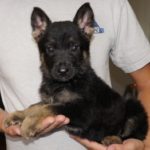 A person holding a puppy in their hands.