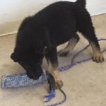 A puppy playing with a toy on the floor.