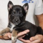A person holding a puppy in their hands.