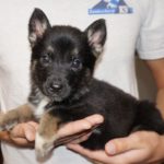 A person holding a puppy in their arms.