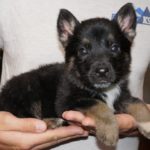 A person holding a puppy in their arms.