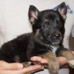 A person holding a puppy in their hands.