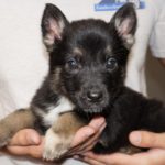 A person holding a puppy in their hands.