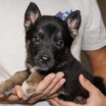 A person holding a puppy in their hands.