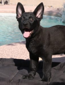 A black dog standing next to the pool.