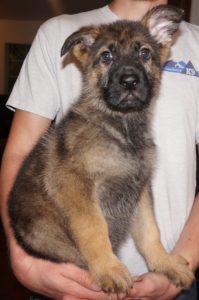 German Shepherd puppy held by a person.