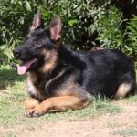 A german shepherd dog laying in the grass.