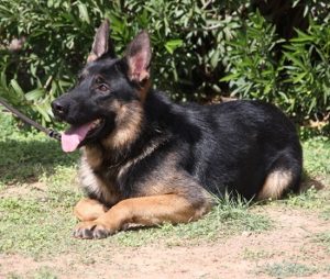 A german shepherd dog laying in the grass.