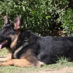 A german shepherd laying in the grass near some bushes.