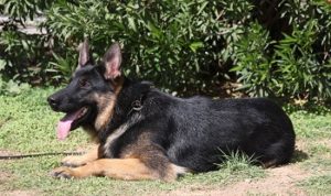 A german shepherd laying in the grass near some bushes.