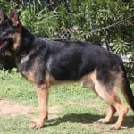 A german shepherd standing on top of grass.