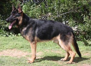 A german shepherd standing on top of grass.