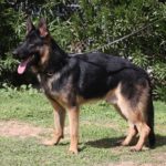 A german shepherd standing on top of grass.