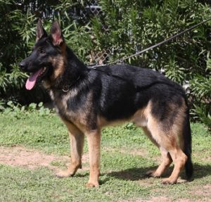 A german shepherd standing on top of grass.